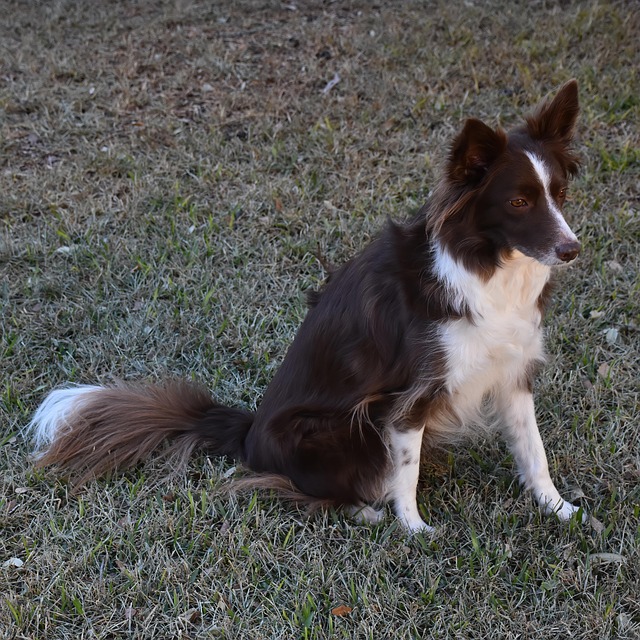 pet-sitting-640x480-81029073.jpeg