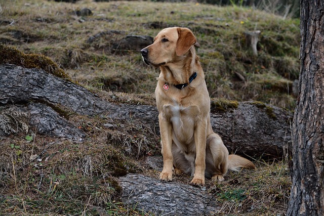 pet-sitting-640x480-95407332.jpeg