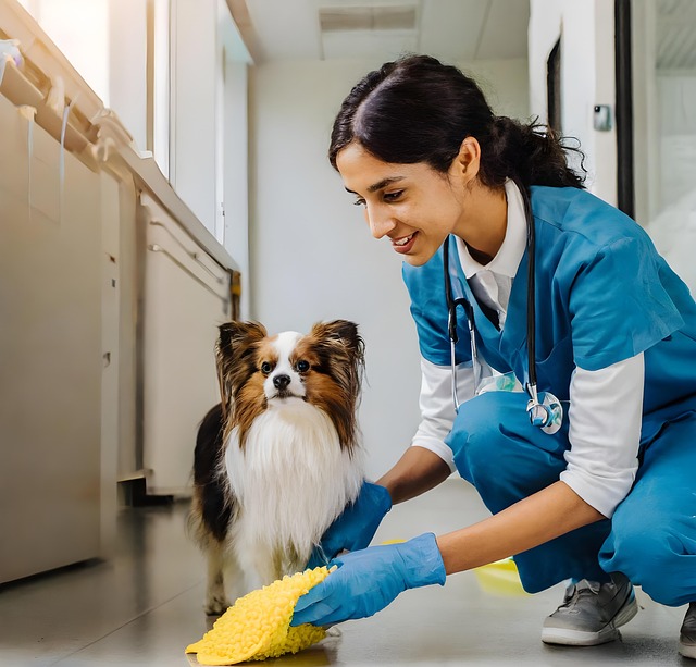 Pet Stain Cleaning