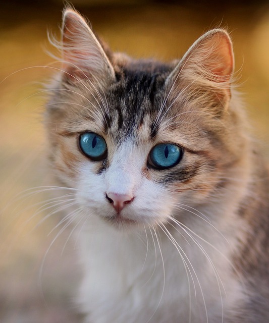 Pet Stain Cleaning
