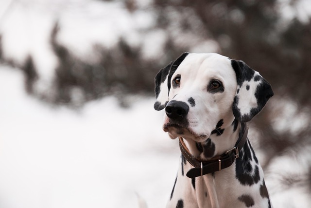 Pet Stain Cleaning