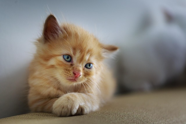 Pet Stain Cleaning
