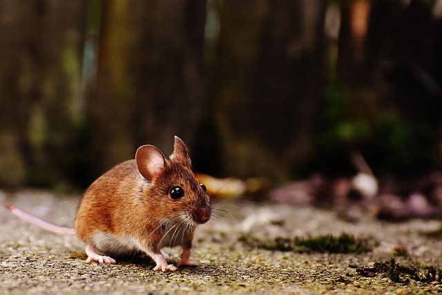 Professional Rodent Control