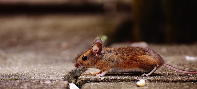 Professional Rodent Control