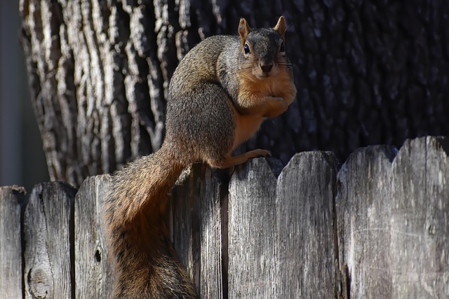 Professional Rodent Control