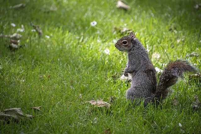 Professional Rodent Control