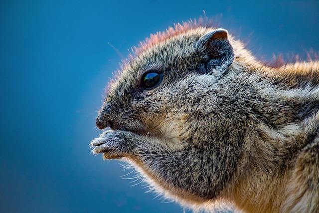 Rodent Control