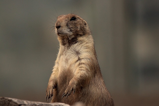 Rodent Control