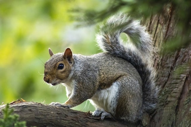 rodent-control-640x480-14171804.jpeg