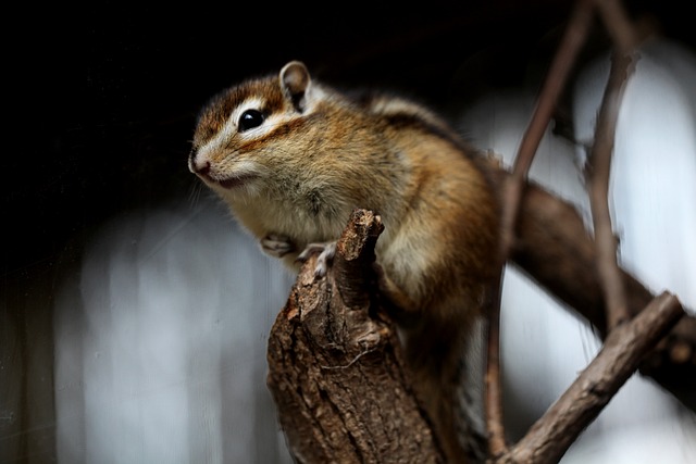 Rodent Control