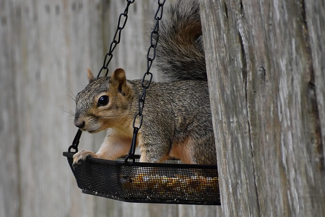 Rodent Control
