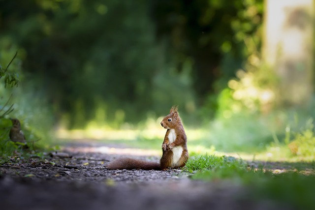 Rodent Control