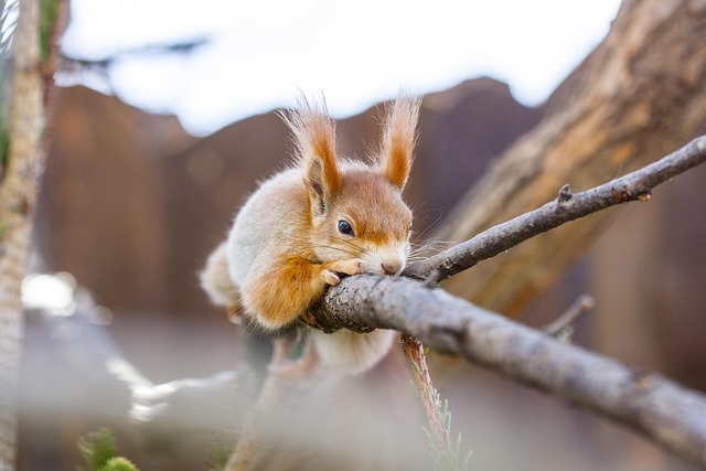 Rodent Control