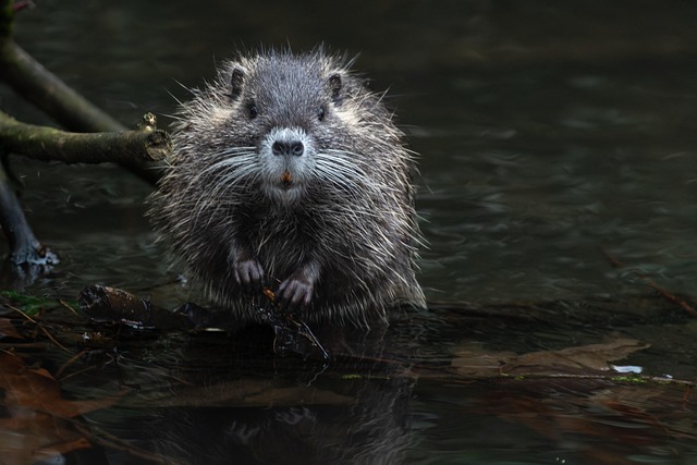Rodent Control