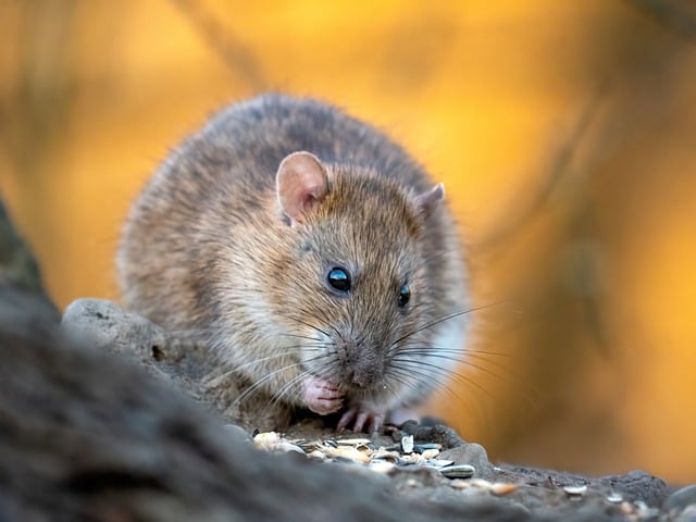 Rodent Control