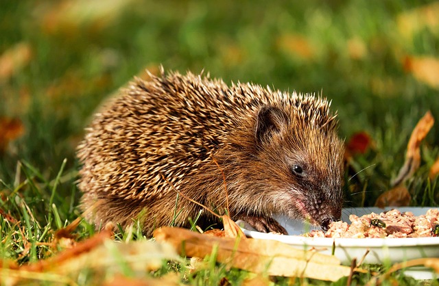 Rodent Control