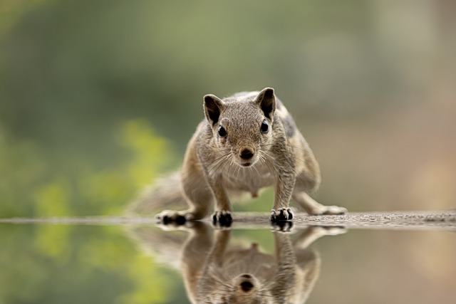 Rodent Control
