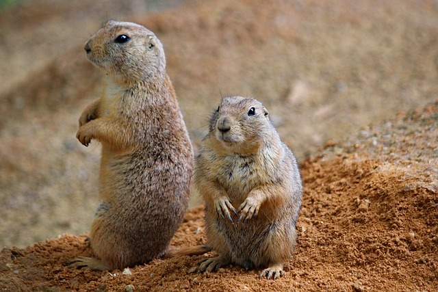 rodent-control-640x480-72387102.jpeg