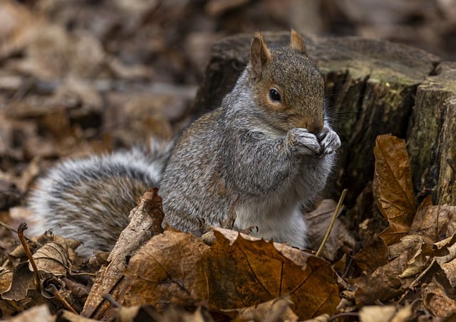 Rodent Control