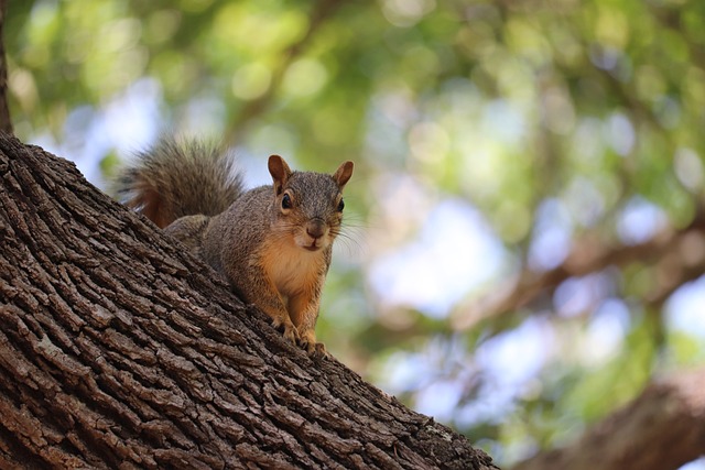 Rodent Control