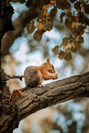 Local Rodent Control Experts: Effective Solutions for Common Pests