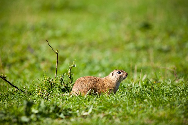 Rodent Control