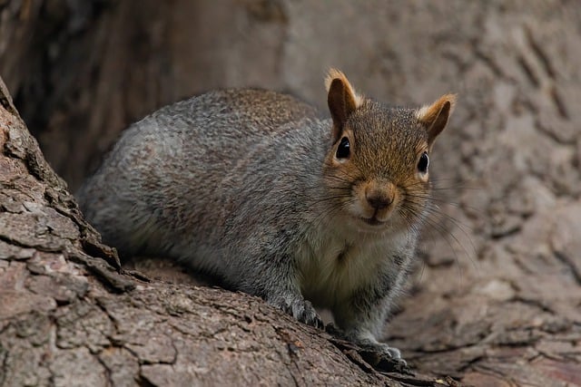 Rodent Control