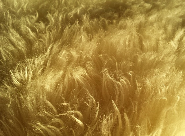 Same-Day Carpet Cleaning Services