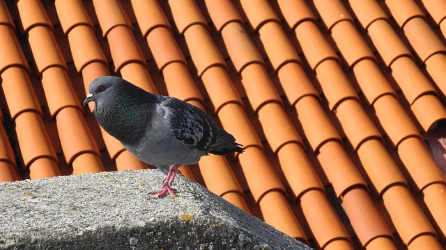 shingle-roof-repair-640x480-30280169.jpeg