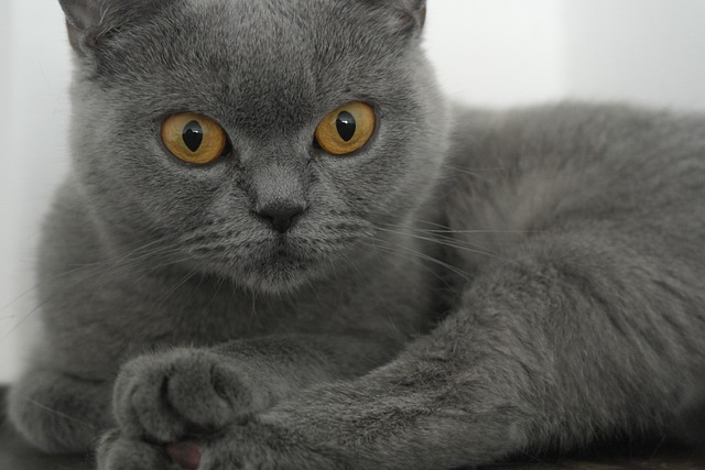 Steam Cleaning for Allergy-Friendly Carpets