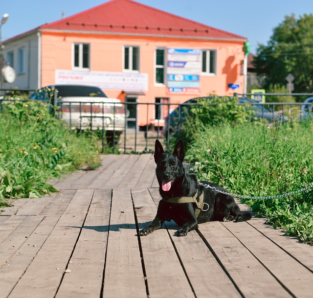 tactical-dog-harness-640x480-26337830.jpeg