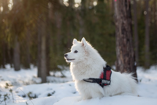 tactical dog harness