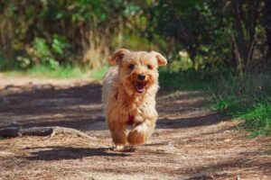 Quick-Release Buckles: Essential for Tactical Dog Harnesses’ Safety and Functionality