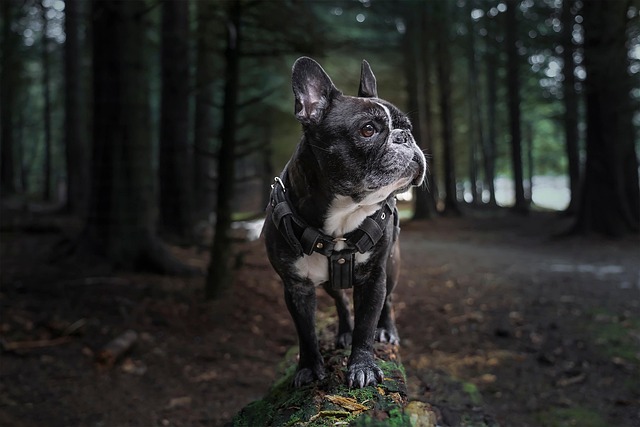 tactical dog harness