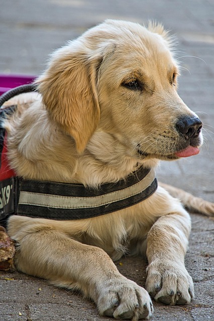 tactical-dog-harness-640x480-59263569.jpeg