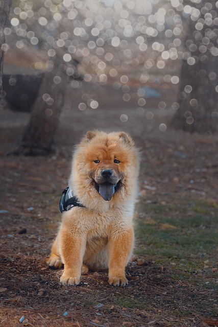 tactical dog harness