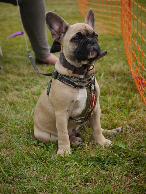 tactical dog harness