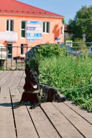 Mastering Tactical Dog Harnesses: Features, Selection, and Training Guide