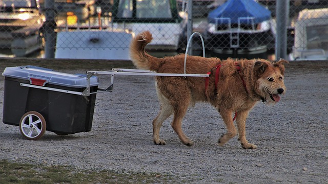 tactical dog harness