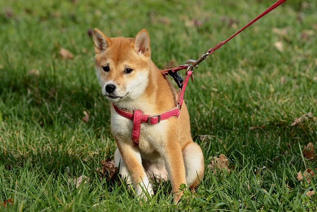 tactical dog harness