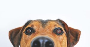 Mastering Canine Training with Tactical Harnesses: Tips and Techniques