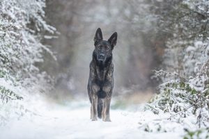 Mastering Tactical Dog Harnesses: Fit, Features, and Applications