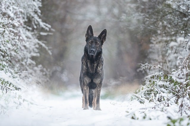 tactical-dog-harness-640x480-77410767.jpeg