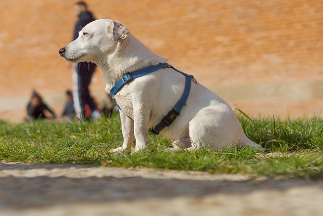tactical dog harness
