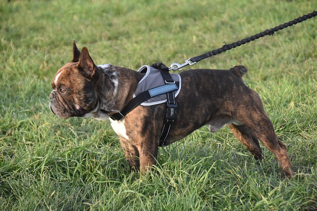 tactical dog harness