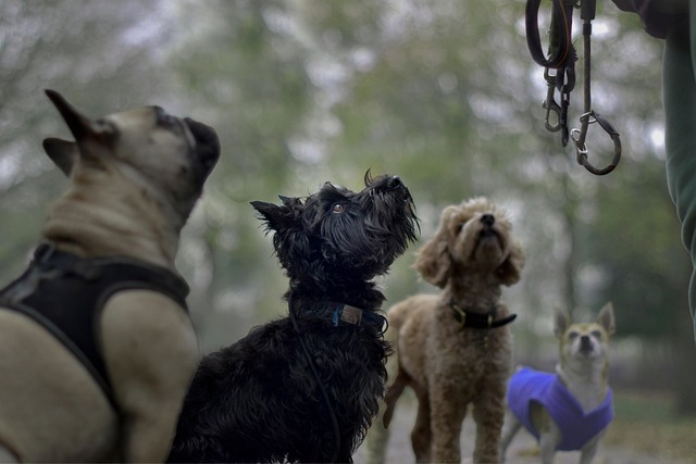 tactical dog harness