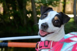 Tactical Dog Harnesses: Optimizing Performance for Working Dogs