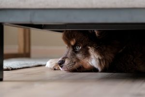 Mastering Tactical Dog Harnesses: Complete Control and Safety
