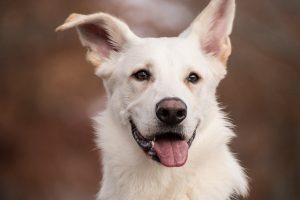 Designing Custom Tactical Dog Harnesses: Features and Care Guide