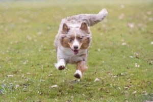 Revolutionizing Tactical Dog Vests: Comfort-Focused Design for Optimal Performance